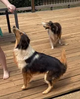 Katie, a female Shetland Sheepdog for sale in Troy, AL – 4 of 6