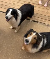 Katie, a female Shetland Sheepdog for sale in Troy, AL – 3 of 6