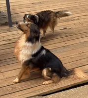 Katie, a female Shetland Sheepdog for sale in Troy, AL – 2 of 6