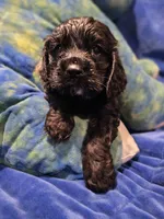 Grim, a male Cocker Spaniel for sale in Crossville, TN – 3 of 10