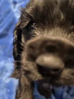Reci, a female Cocker Spaniel for sale in Crossville, TN – 8 of 10