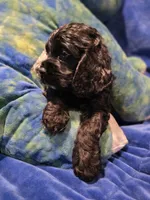 Grim, a male Cocker Spaniel for sale in Crossville, TN – 5 of 10