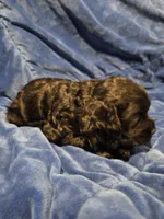 Reci, a female Cocker Spaniel for sale in Crossville, TN – 5 of 10