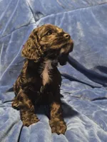 Blue , a male Cocker Spaniel for sale in Crossville, TN – 8 of 10