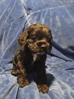Blue , a male Cocker Spaniel for sale in Crossville, TN – 10 of 10