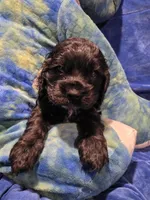 Blue , a male Cocker Spaniel for sale in Crossville, TN – 2 of 10
