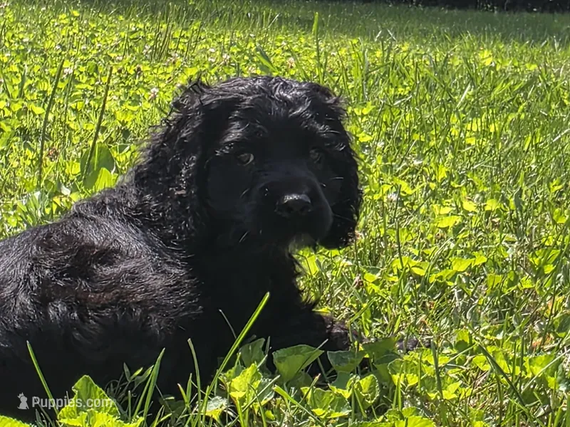 Grim – Cocker Spaniel puppy for sale in Crossville, TN