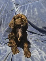 Blue , a male Cocker Spaniel for sale in Crossville, TN – 3 of 10