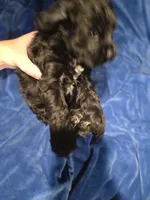 Grim, a male Cocker Spaniel for sale in Crossville, TN – 10 of 10