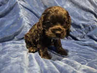 Reci, a female Cocker Spaniel for sale in Crossville, TN – 9 of 10