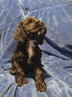 Blue , a male Cocker Spaniel for sale in Crossville, TN – 5 of 10