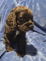 Blue , a male Cocker Spaniel for sale in Crossville, TN – 4 of 10