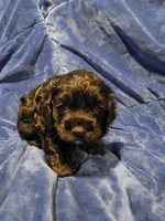 Reci, a female Cocker Spaniel for sale in Crossville, TN – 6 of 10