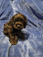 Reci, a female Cocker Spaniel for sale in Crossville, TN – 2 of 10
