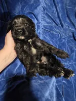 Grim, a male Cocker Spaniel for sale in Crossville, TN – 8 of 10