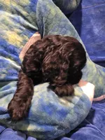 Blue , a male Cocker Spaniel for sale in Crossville, TN – 6 of 10