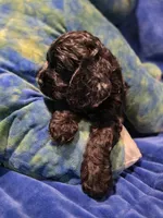 Grim, a male Cocker Spaniel for sale in Crossville, TN – 2 of 10