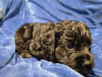 Grim, a male Cocker Spaniel for sale in Crossville, TN – 4 of 10