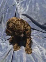 Blue , a male Cocker Spaniel for sale in Crossville, TN – 9 of 10