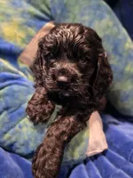 Grim, a male Cocker Spaniel for sale in Crossville, TN – 7 of 10