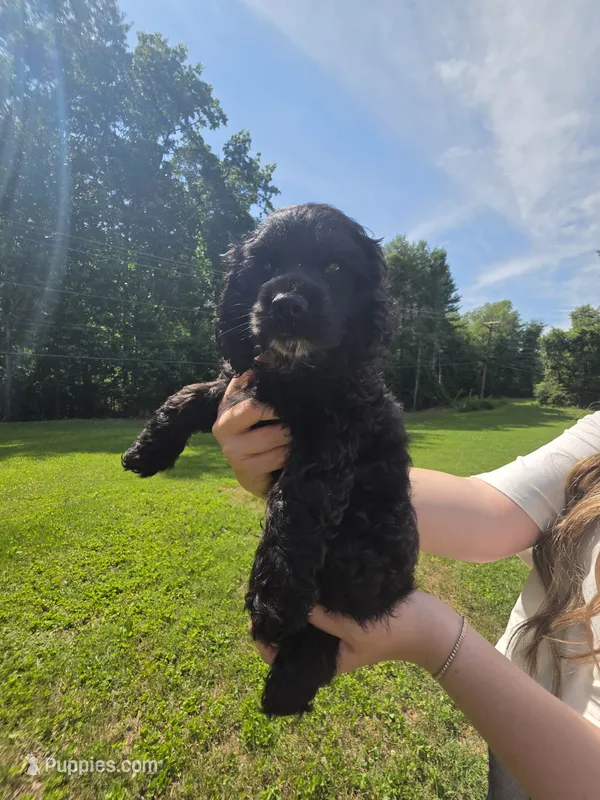 Blue  – Cocker Spaniel puppy for sale in Crossville, TN