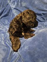 Grim, a male Cocker Spaniel for sale in Crossville, TN – 6 of 10