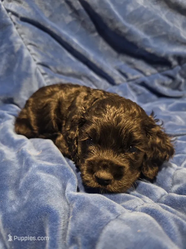 Reci – Cocker Spaniel puppy for sale in Crossville, TN