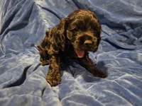 Reci, a female Cocker Spaniel for sale in Crossville, TN – 4 of 10