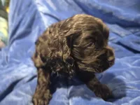 Reci, a female Cocker Spaniel for sale in Crossville, TN – 10 of 10