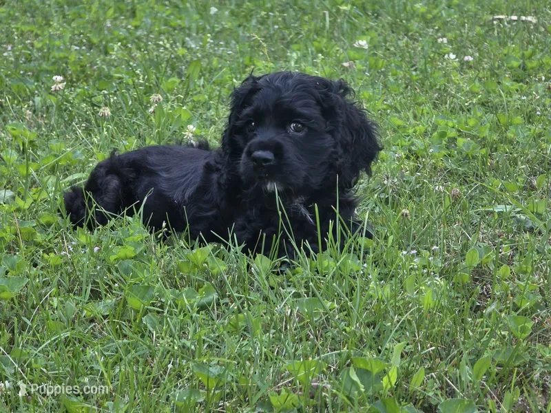 Blue  – Cocker Spaniel puppy for sale in Crossville, TN