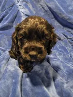 Reci, a female Cocker Spaniel for sale in Crossville, TN – 7 of 10
