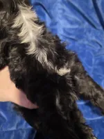 Grim, a male Cocker Spaniel for sale in Crossville, TN – 9 of 10