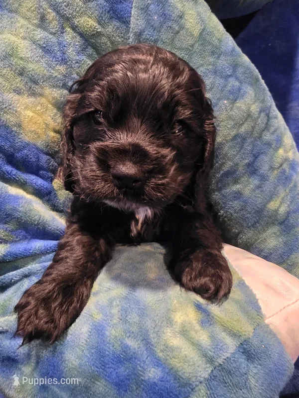 Blue  – Cocker Spaniel puppy for sale in Crossville, TN