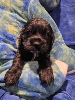 Blue , a male Cocker Spaniel for sale in Crossville, TN – 7 of 10