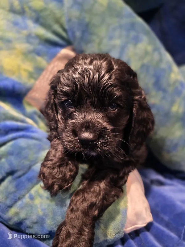 Grim – Cocker Spaniel puppy for sale in Crossville, TN