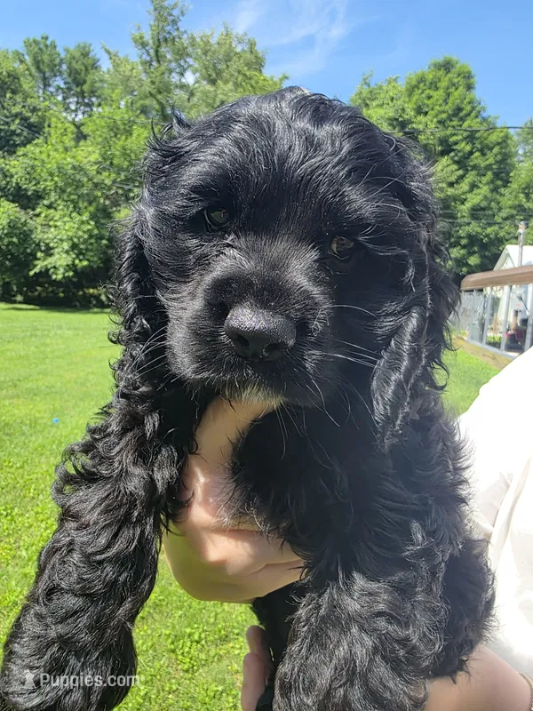 Grim – Cocker Spaniel puppy for sale in Crossville, TN