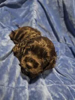 Reci, a female Cocker Spaniel for sale in Crossville, TN – 3 of 10