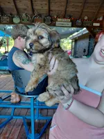 Whiskey, a female Shorkie for sale in Burleson, TX – 4 of 5