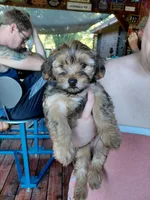 Whiskey, a female Shorkie for sale in Burleson, TX – 5 of 5