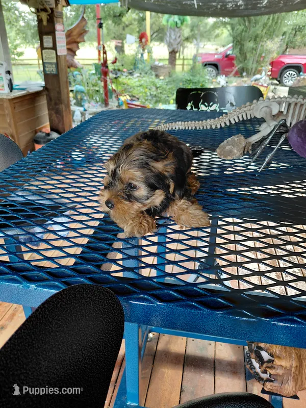 Brandy – Yorkshire Terrier puppy for sale in Burleson, TX