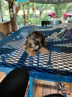 Brandy, a female Yorkshire Terrier for sale in Burleson, TX – 1 of 3