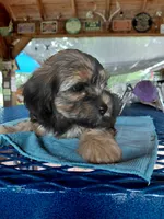 Brandy, a female Yorkshire Terrier for sale in Burleson, TX – 3 of 3
