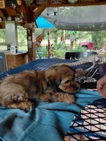 Whiskey, a female Yorkshire Terrier for sale in Burleson, TX – 2 of 3