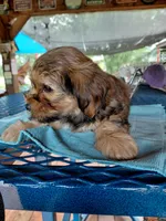 Whiskey, a female Yorkshire Terrier for sale in Burleson, TX – 1 of 3