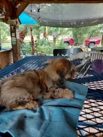 Whiskey, a female Yorkshire Terrier for sale in Burleson, TX – 3 of 3