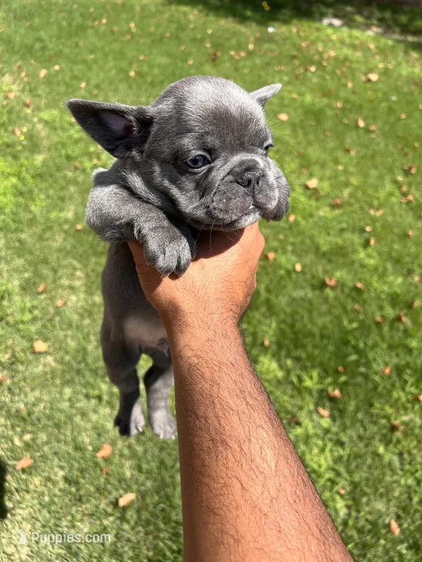 Hulk – French Bulldog puppy for sale in Paulsboro, NJ