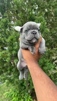 Hulk, a male French Bulldog for sale in Paulsboro, NJ – 5 of 6