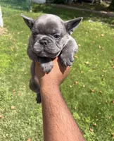 Hulk, a male French Bulldog for sale in Paulsboro, NJ – 3 of 6