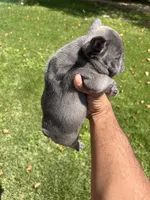 Hulk, a male French Bulldog for sale in Paulsboro, NJ – 2 of 6