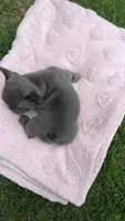 Hulk, a male French Bulldog for sale in Paulsboro, NJ – 4 of 6